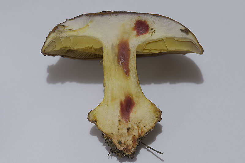 Cortinarius (subgenus Phlegmacium) xanthophyllus